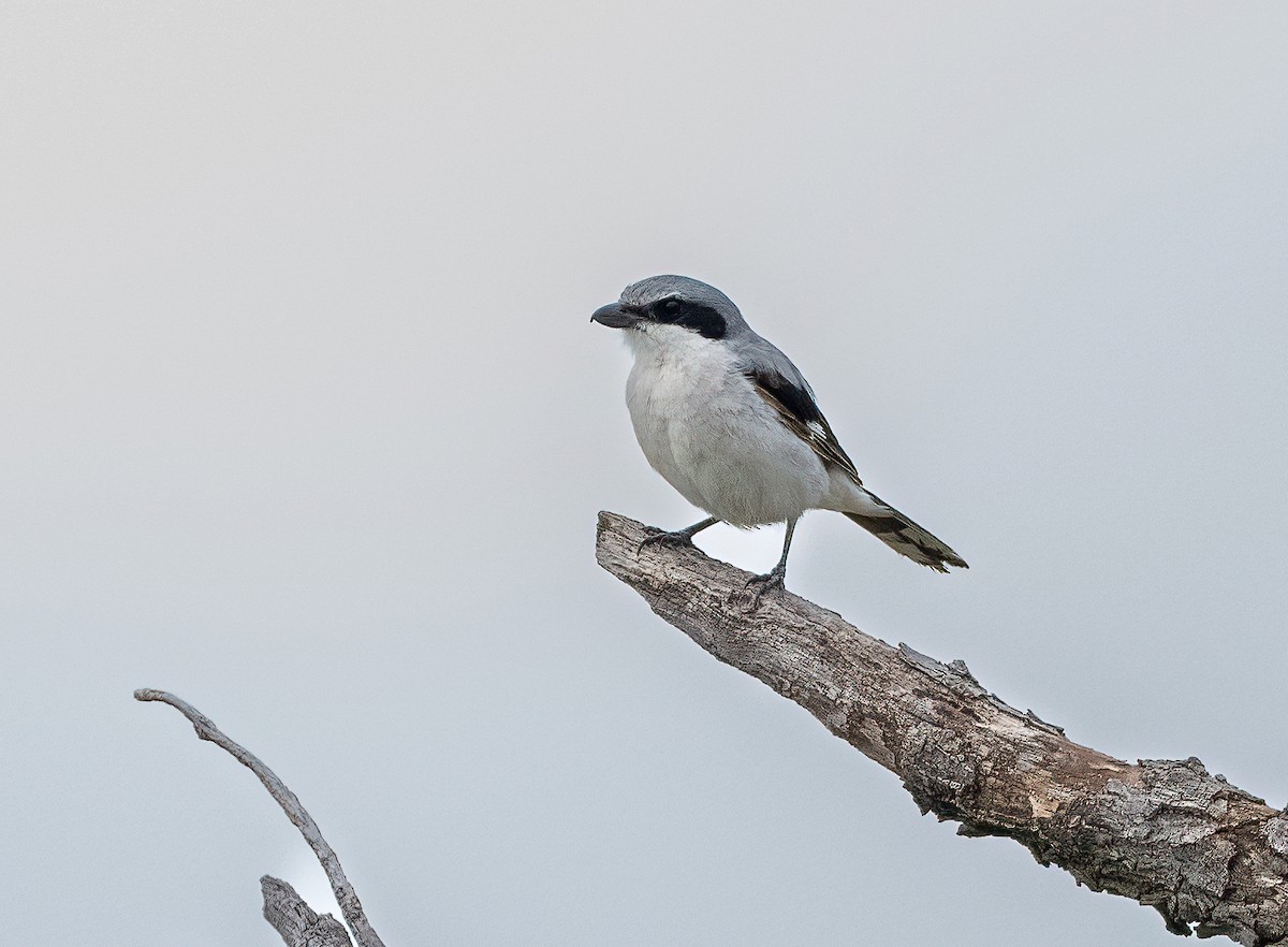 Louisianawürger - ML645457342