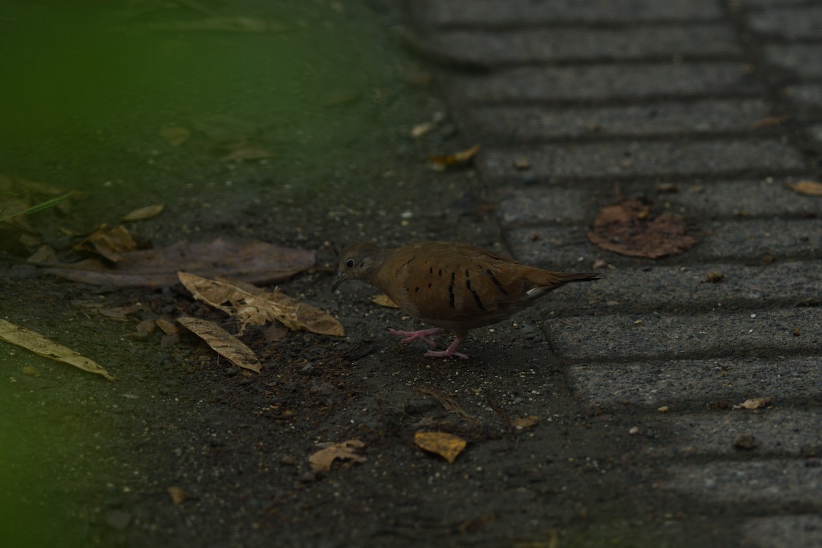 Ruddy Ground Dove - ML645457343