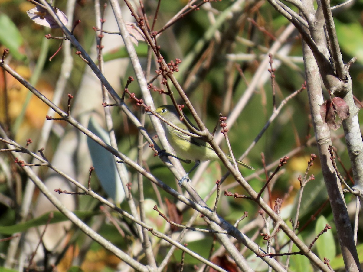 White-eyed Vireo - ML645457345