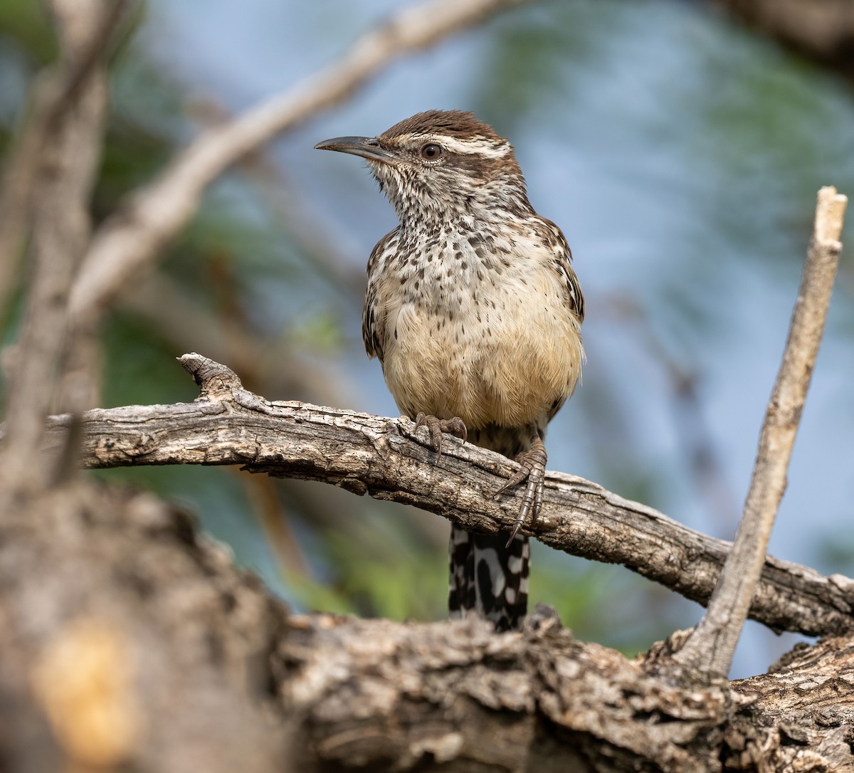 Kaktuszaunkönig - ML645457348