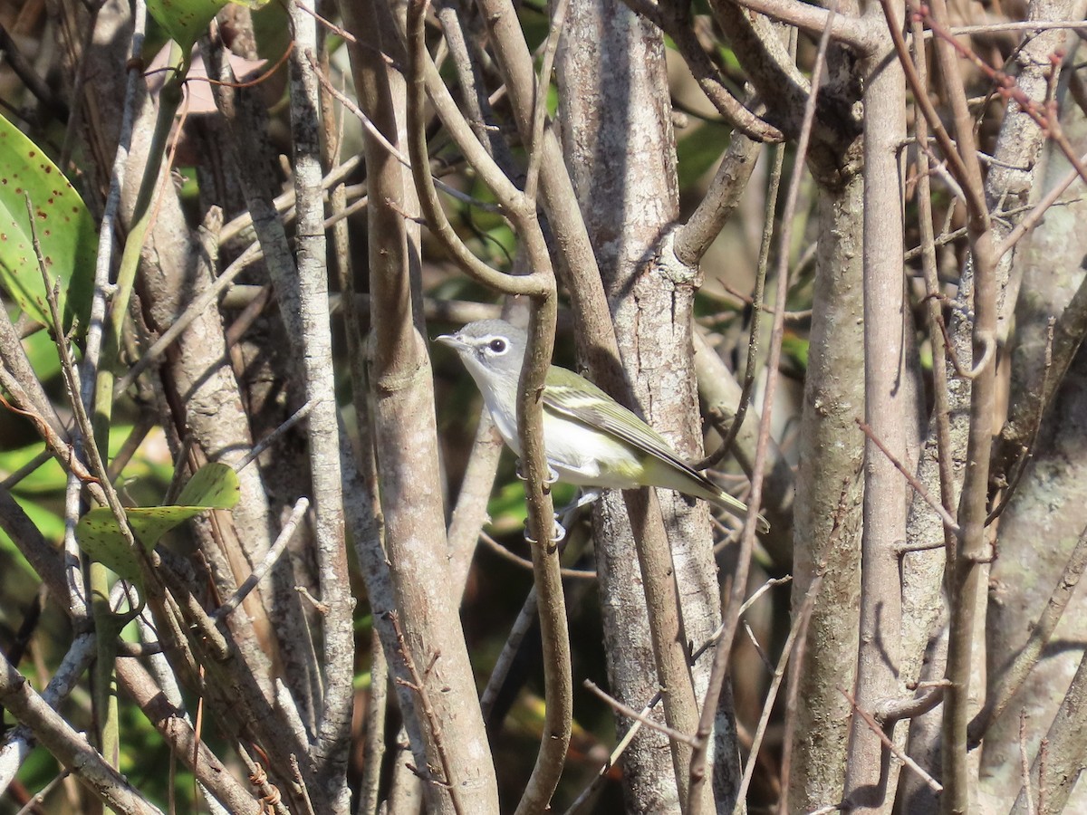 Blue-headed Vireo - ML645457354