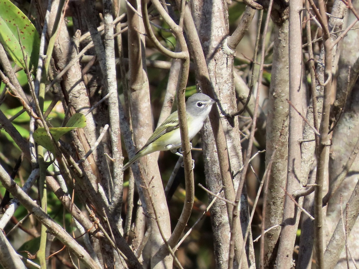 Blue-headed Vireo - ML645457355