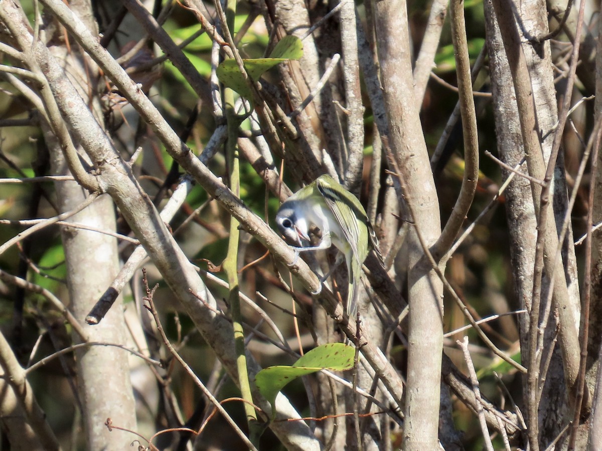 Blue-headed Vireo - ML645457356