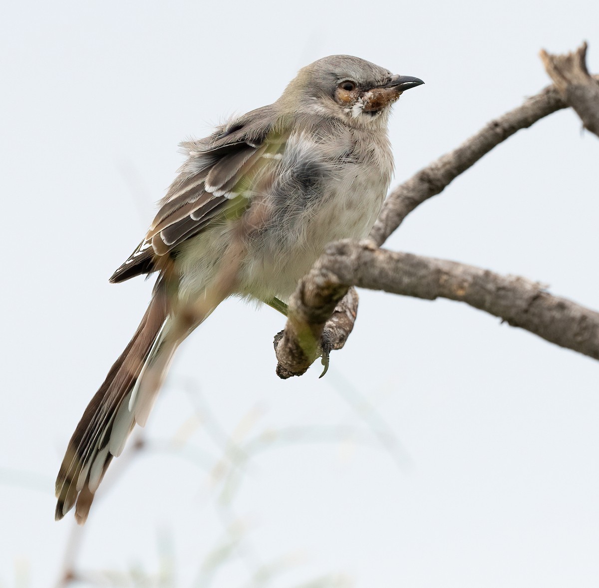 Gartenspottdrossel - ML645457358