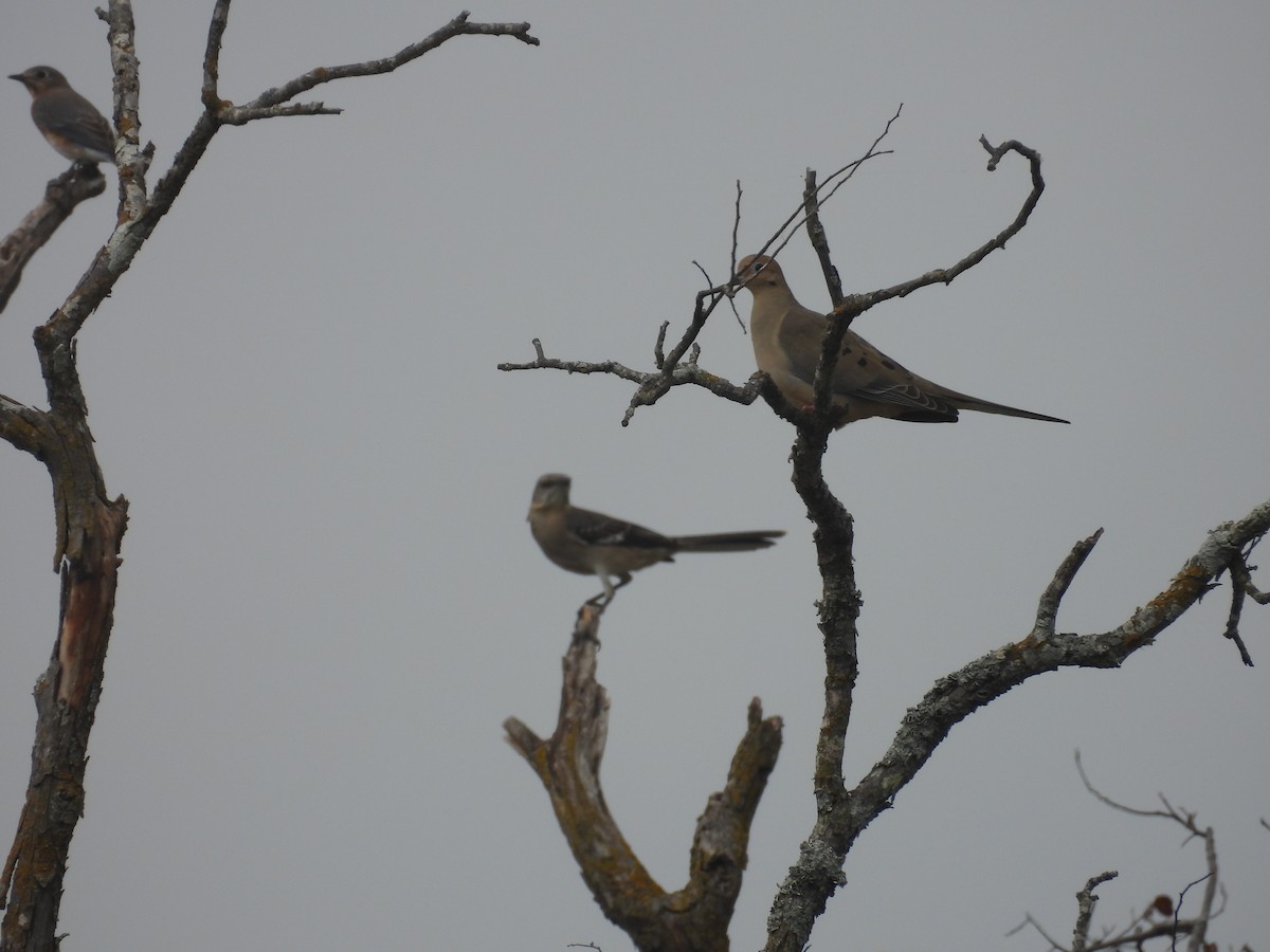 Mourning Dove - ML645457361