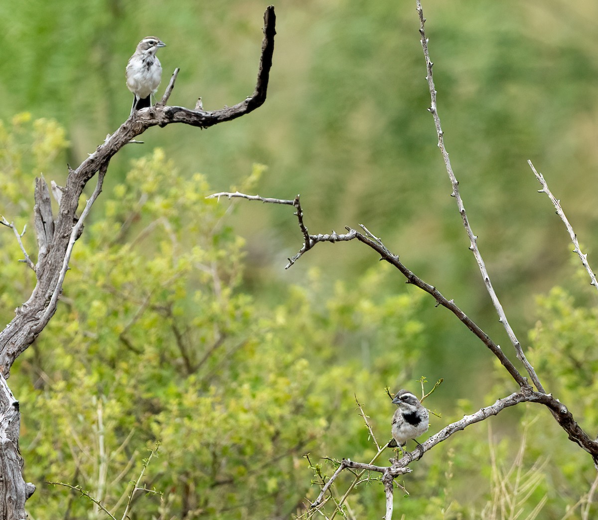 Black-throated Sparrow - ML645457363