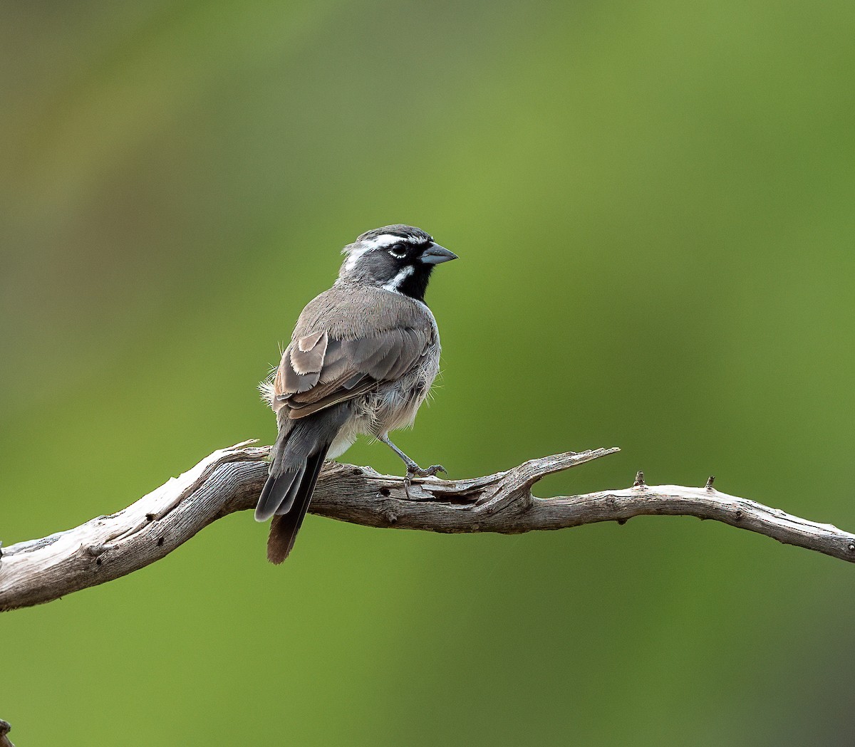 Black-throated Sparrow - ML645457364