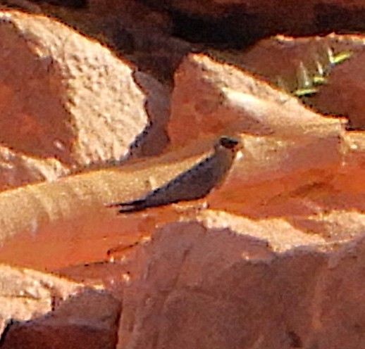 Madagascar Pratincole - ML645457368