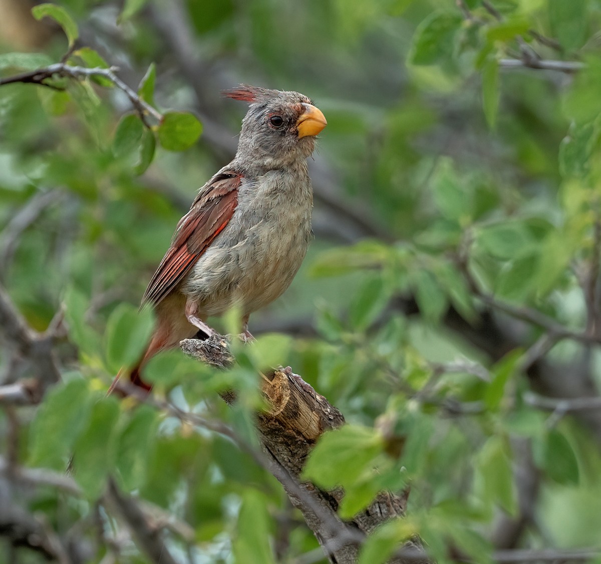 Schmalschnabelkardinal - ML645457374