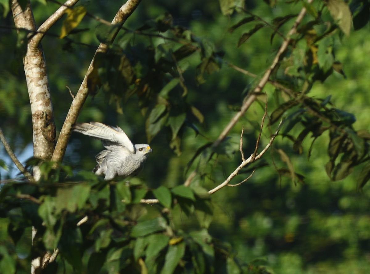 Gray-lined Hawk - ML645457375