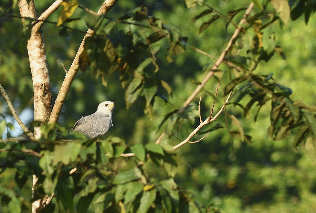 Gray-lined Hawk - ML645457376