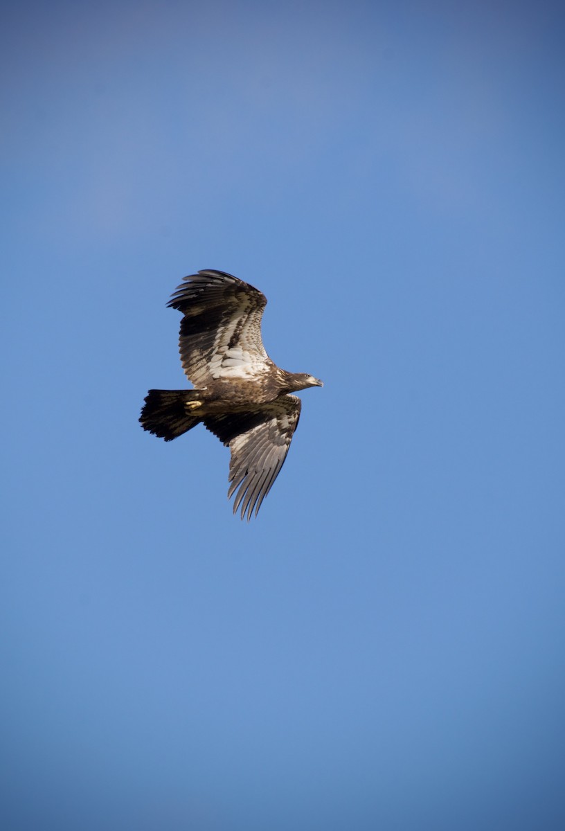 Bald Eagle - ML645457382