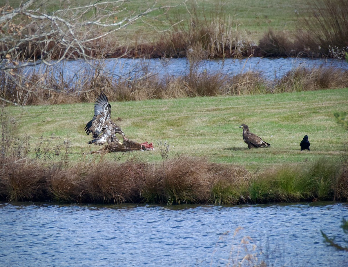 Bald Eagle - ML645457384