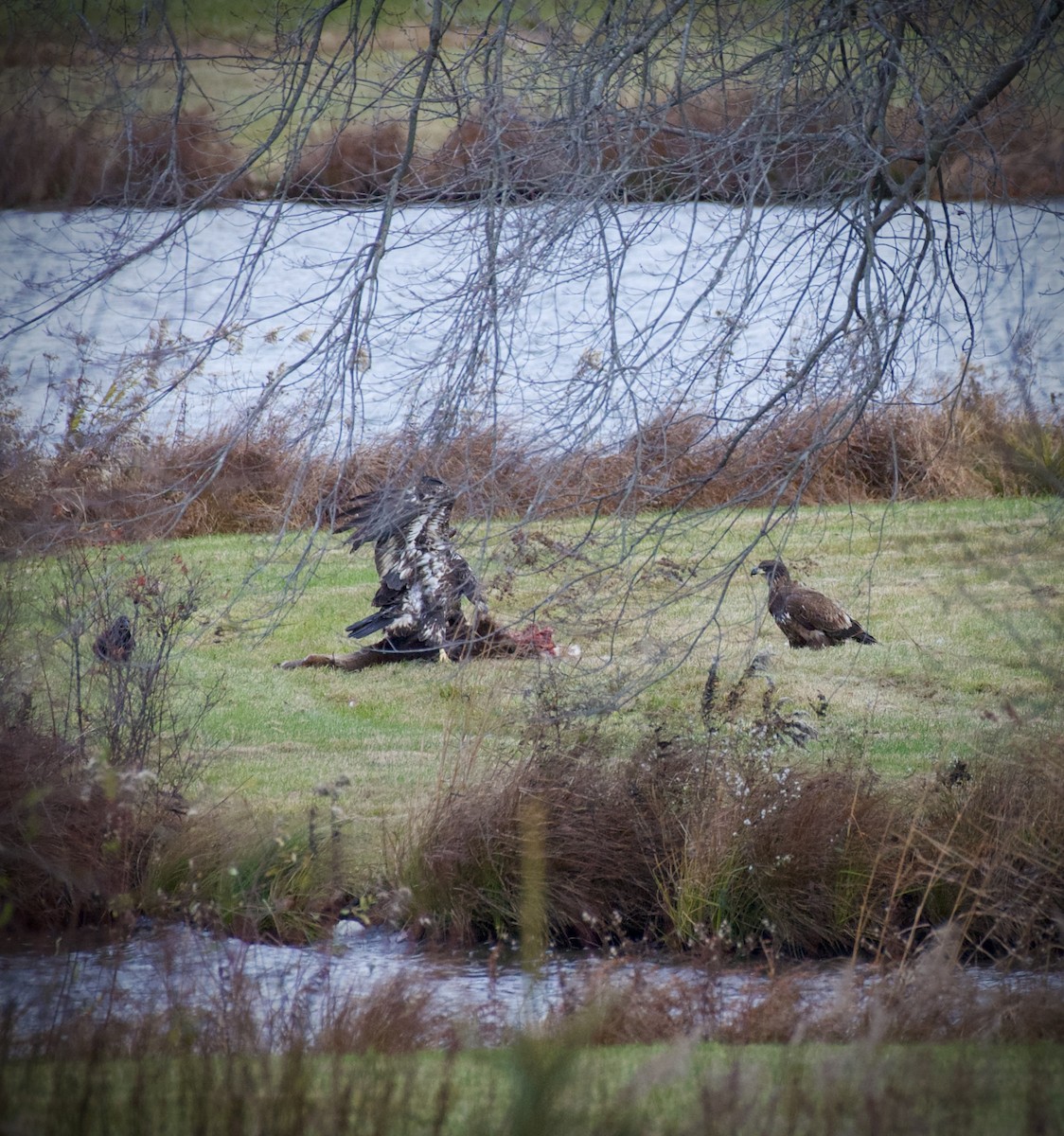 Bald Eagle - ML645457385