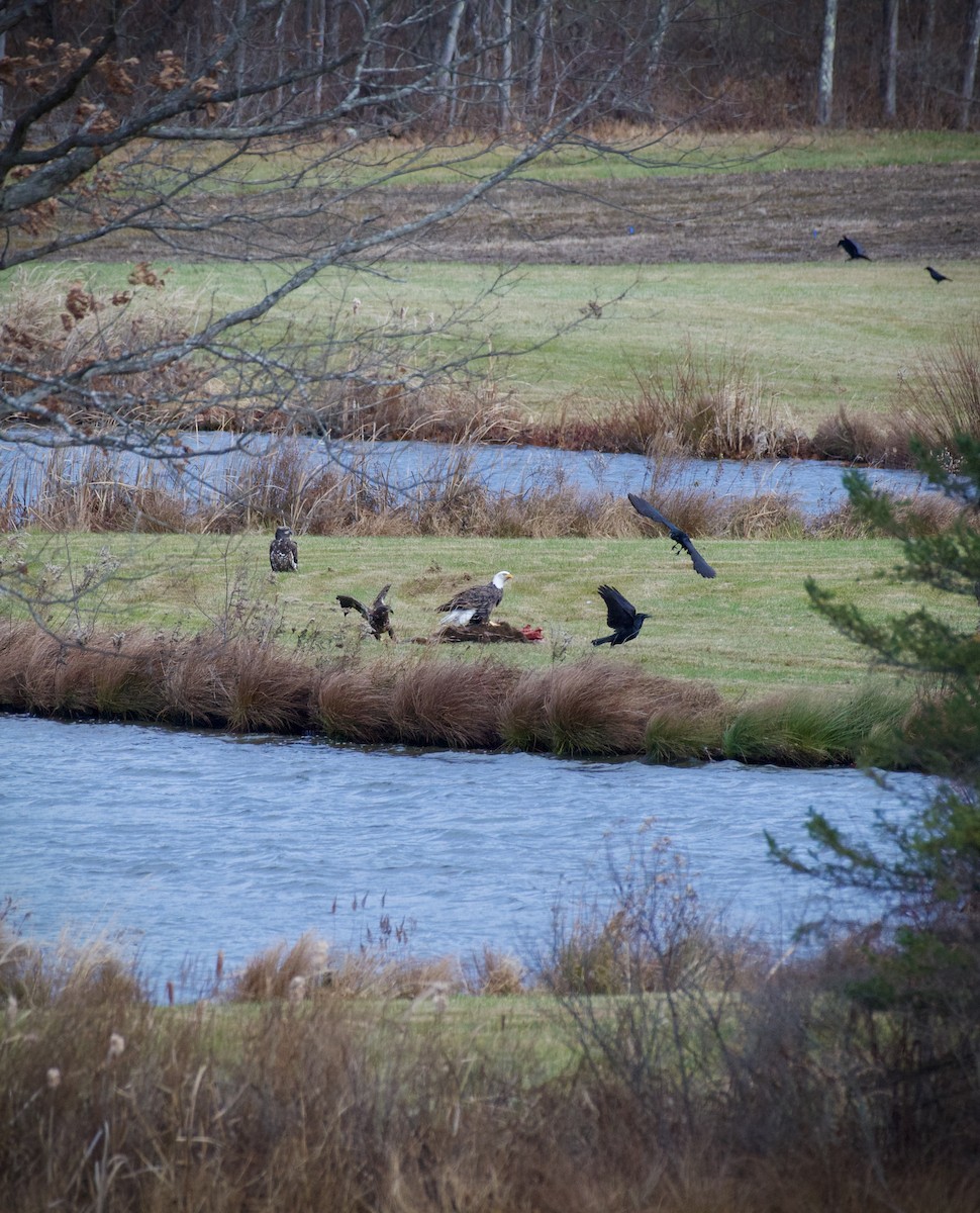 Bald Eagle - ML645457386
