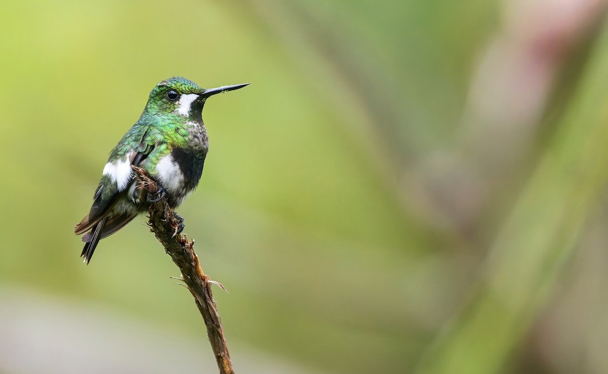 Black-bellied Thorntail - ML645457387