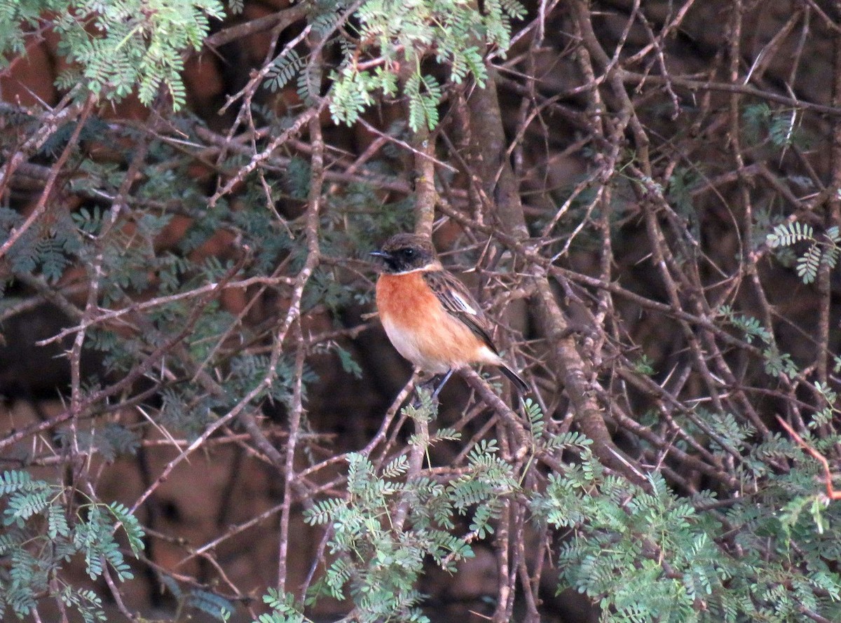 European Stonechat - ML645457388