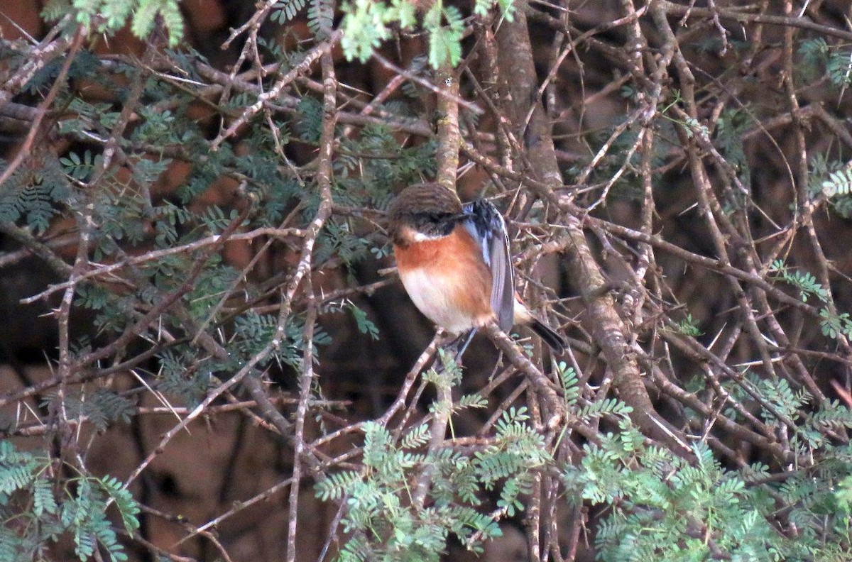 European Stonechat - ML645457389
