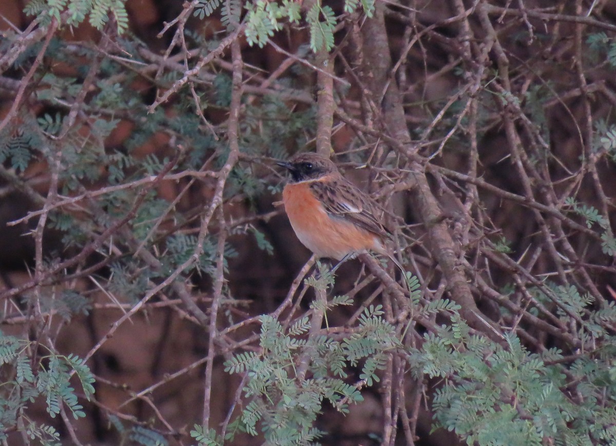 European Stonechat - ML645457390
