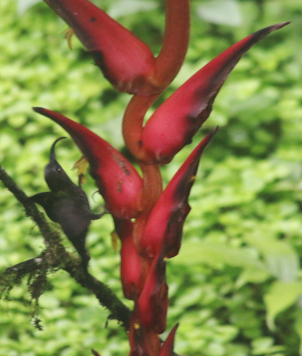 Ерміт-серподзьоб темнохвостий - ML645457391