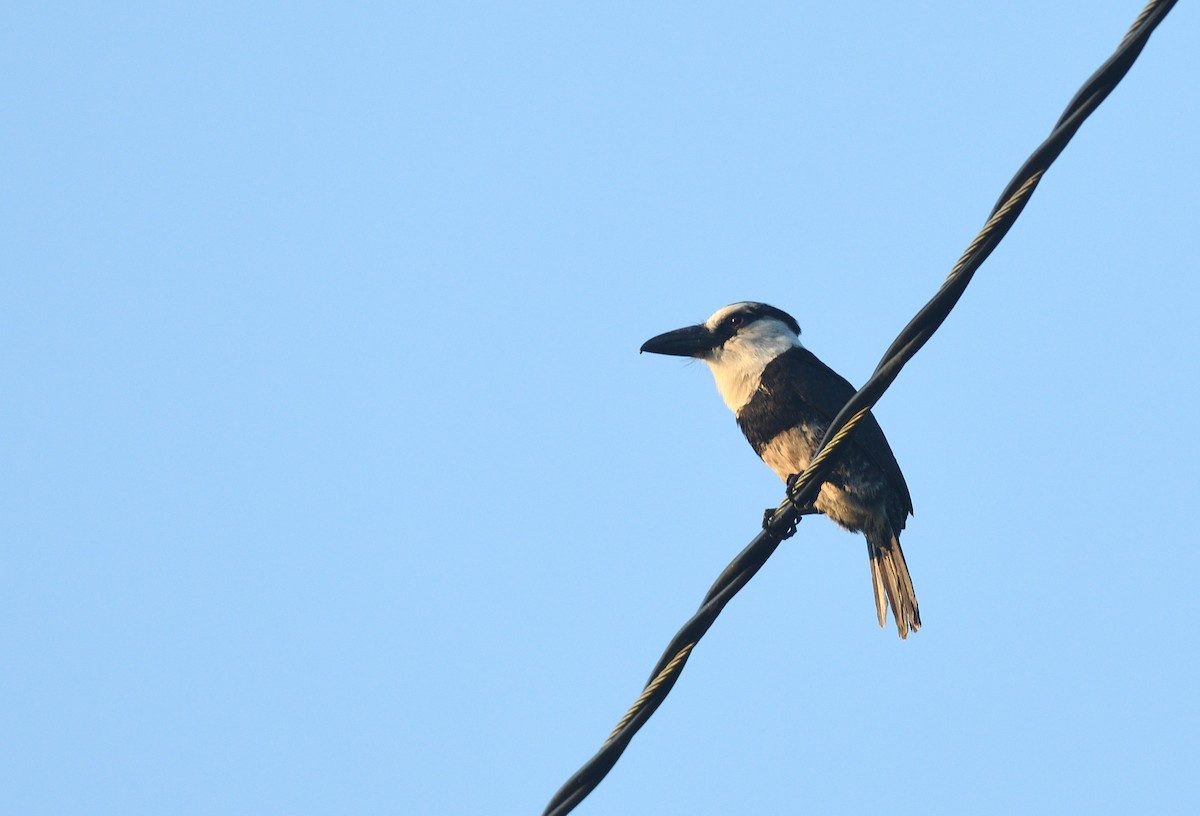 White-necked Puffbird - ML645457397