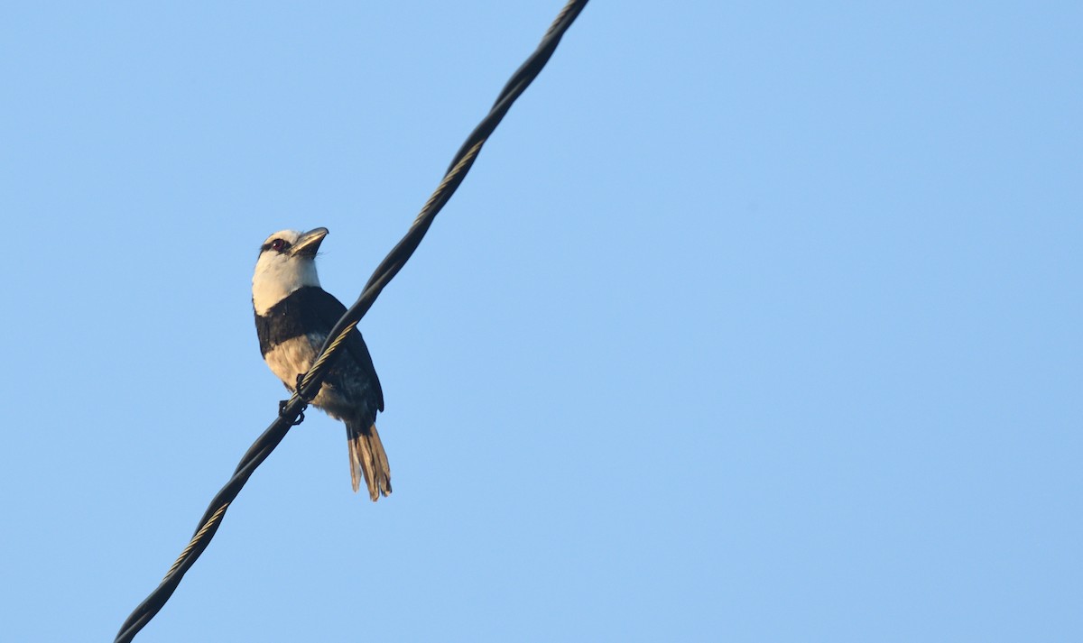 White-necked Puffbird - ML645457398