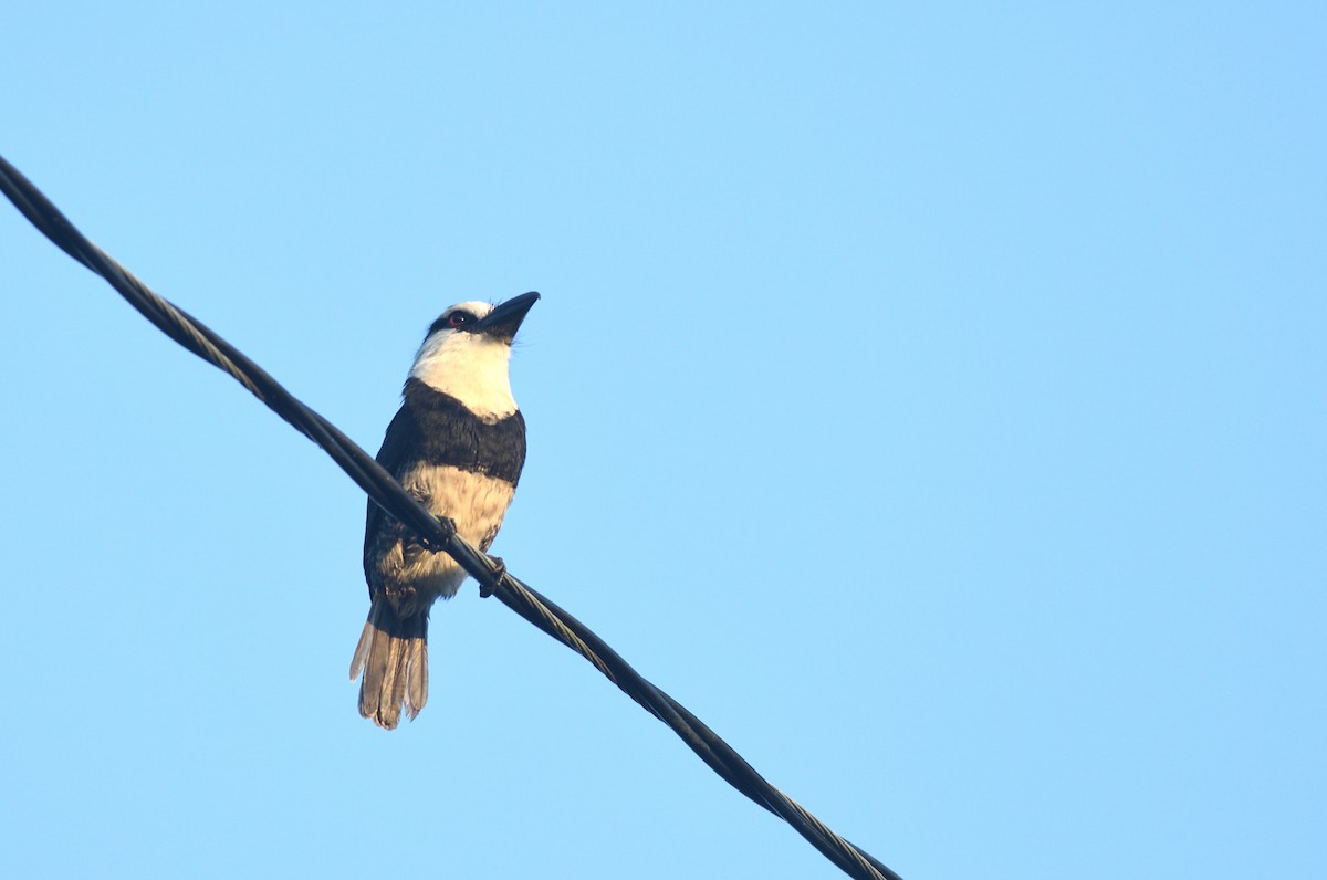 White-necked Puffbird - ML645457399