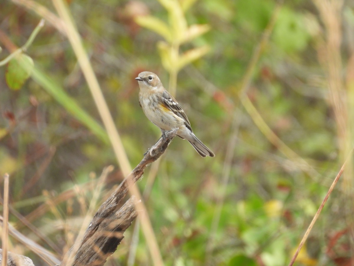 Yellow-rumped Warbler - ML645457400