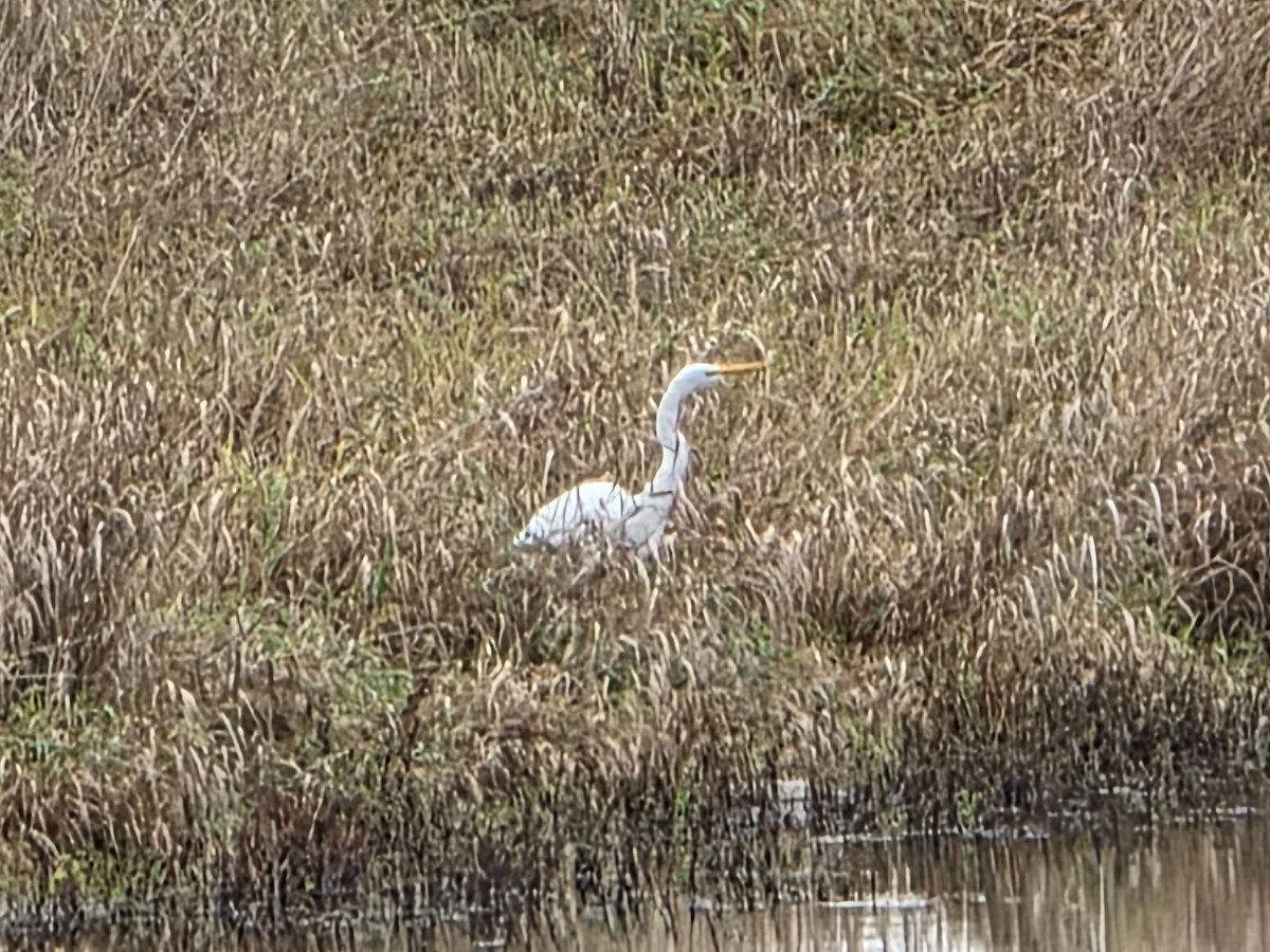 Great Egret - ML645457405