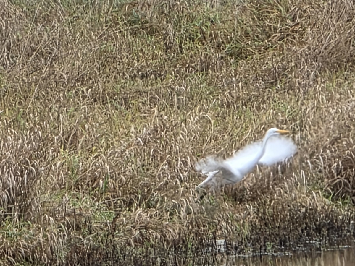 Great Egret - ML645457406