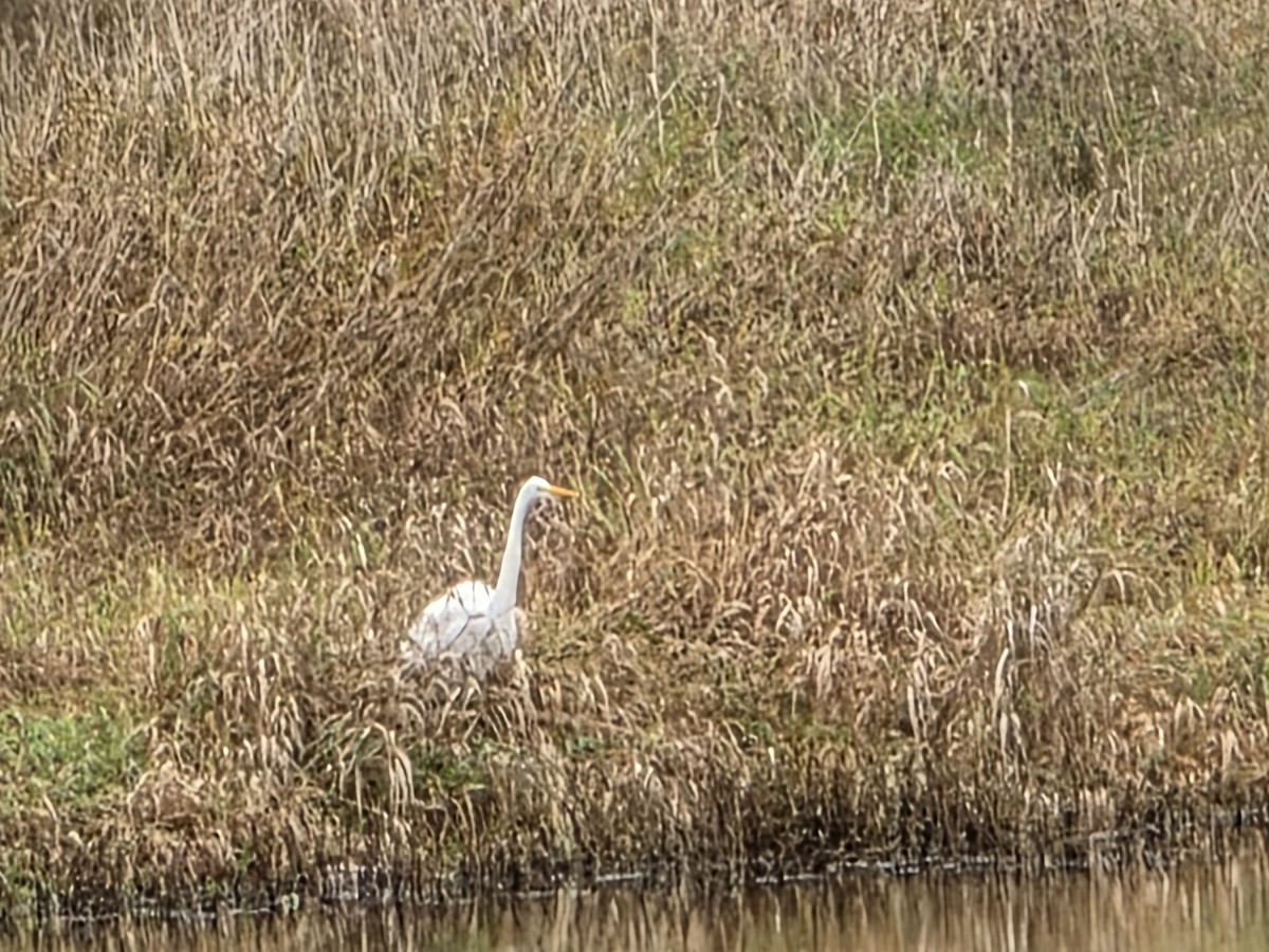 Great Egret - ML645457407