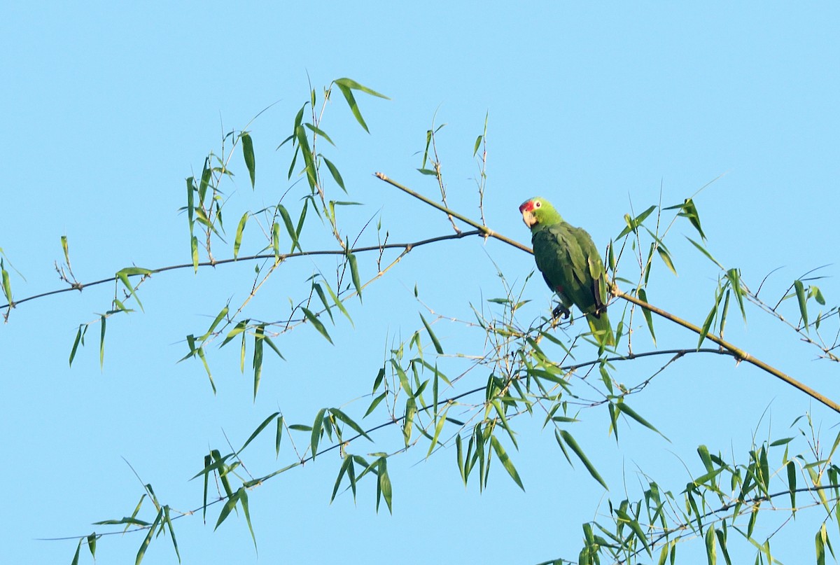 Red-lored Amazon - ML645457408