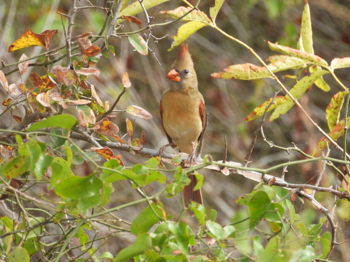Northern Cardinal - ML645457409