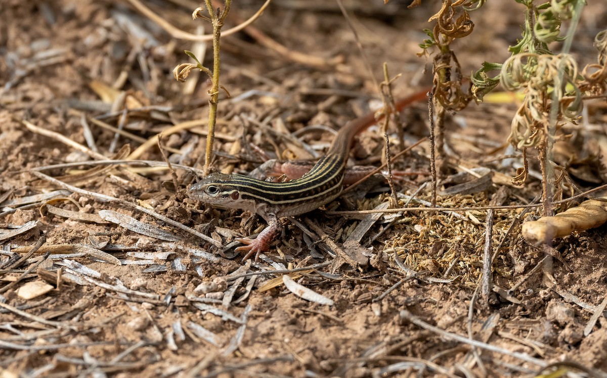 Fünfstreifenskink - ML645457410