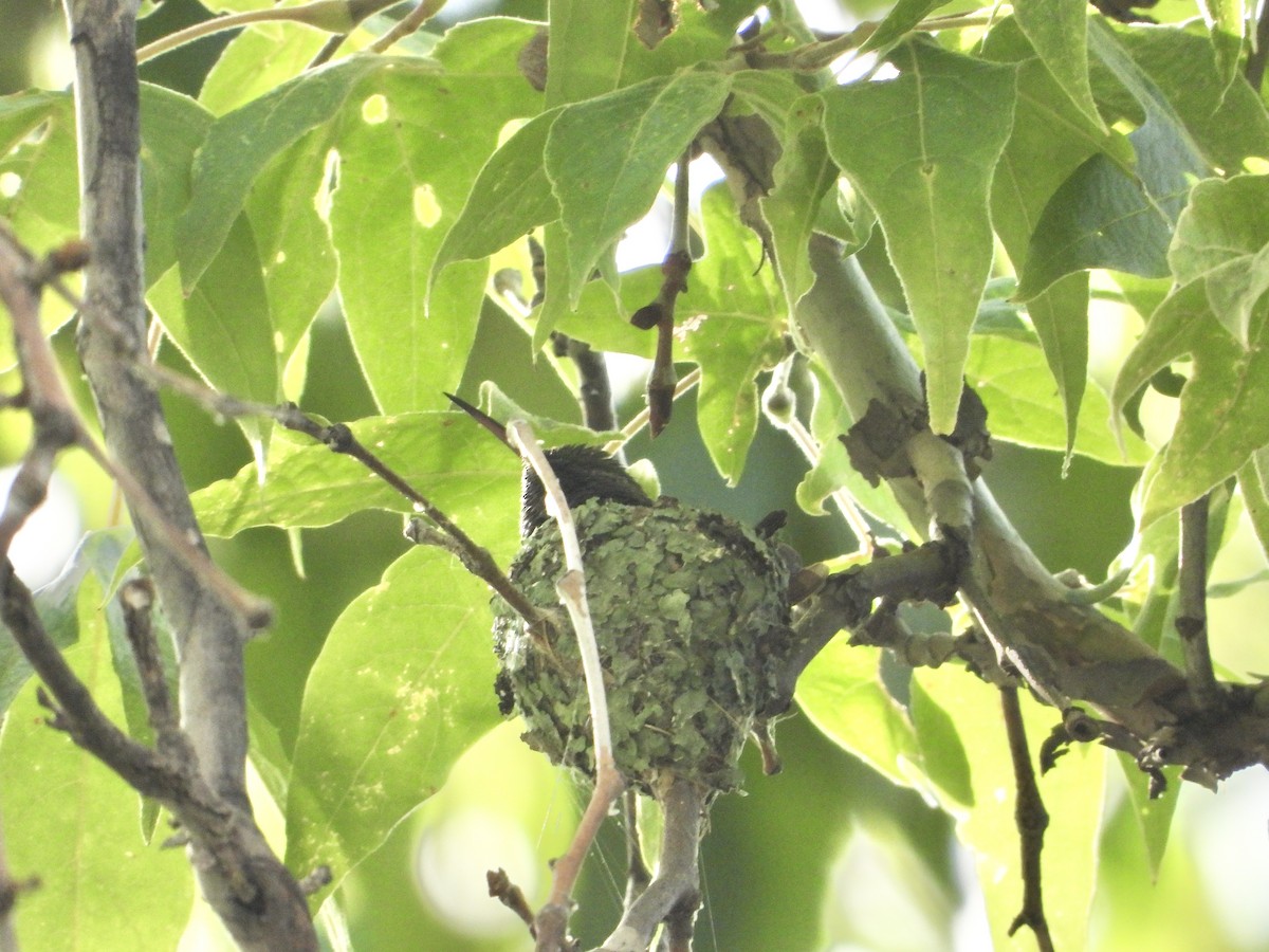 Berylline Hummingbird - ML645457412