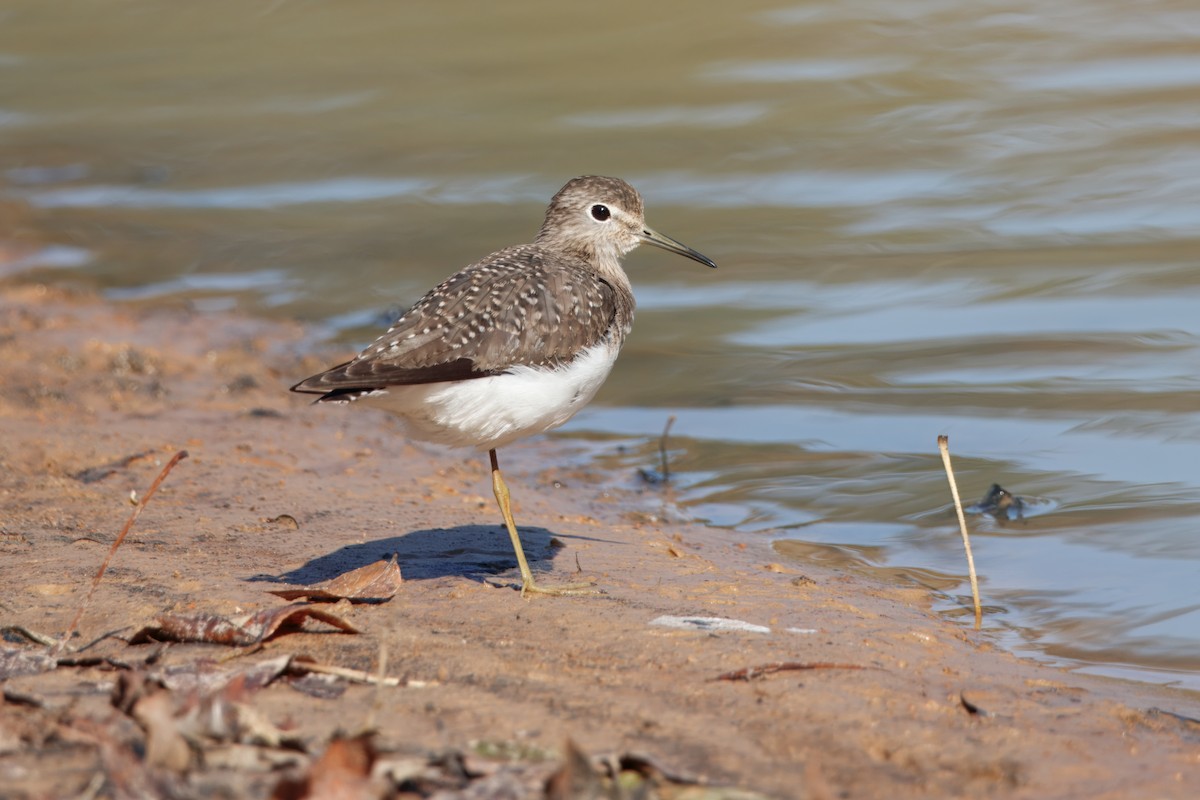 Solitary Sandpiper - ML645457424