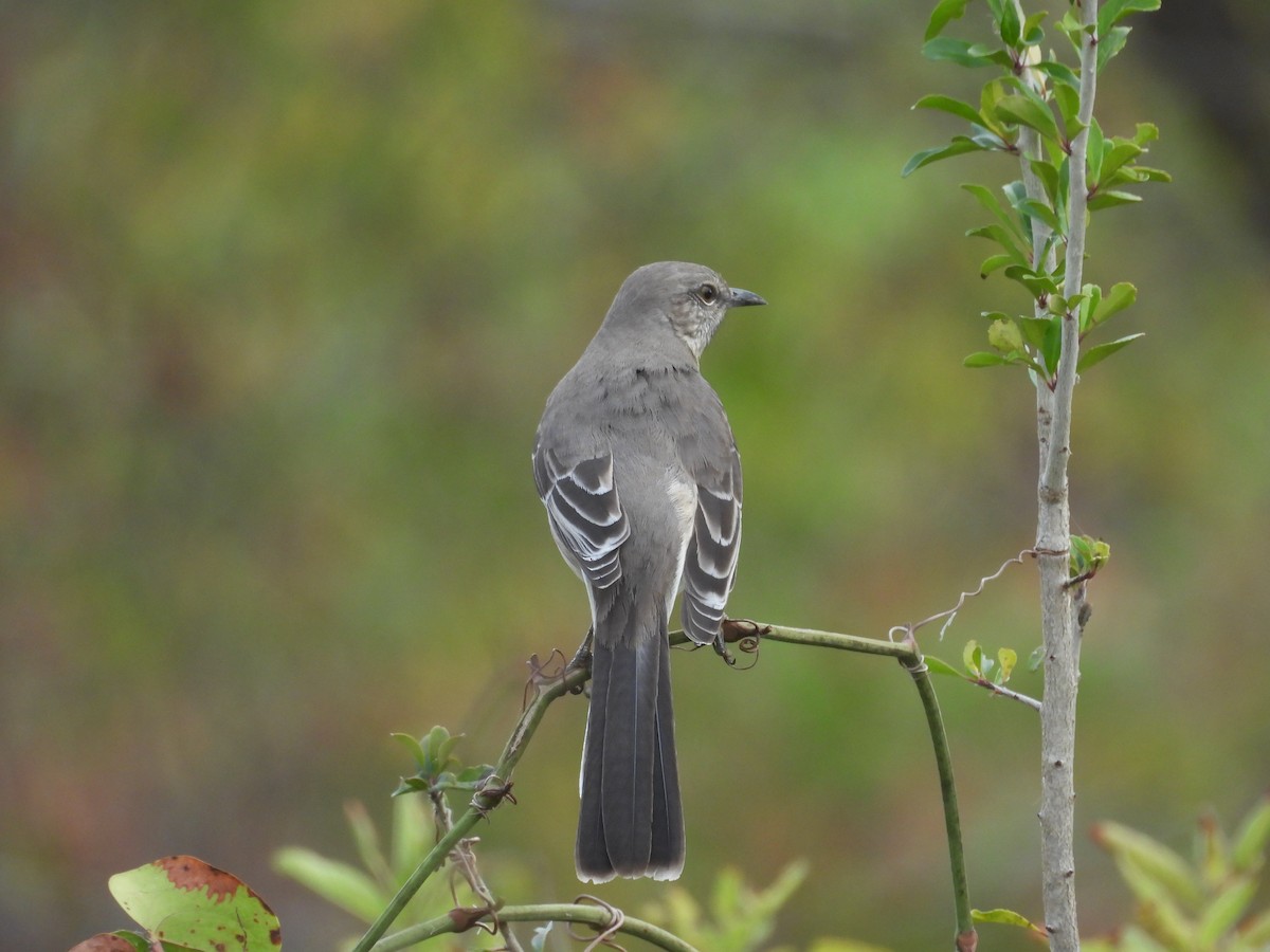 Northern Mockingbird - ML645457425