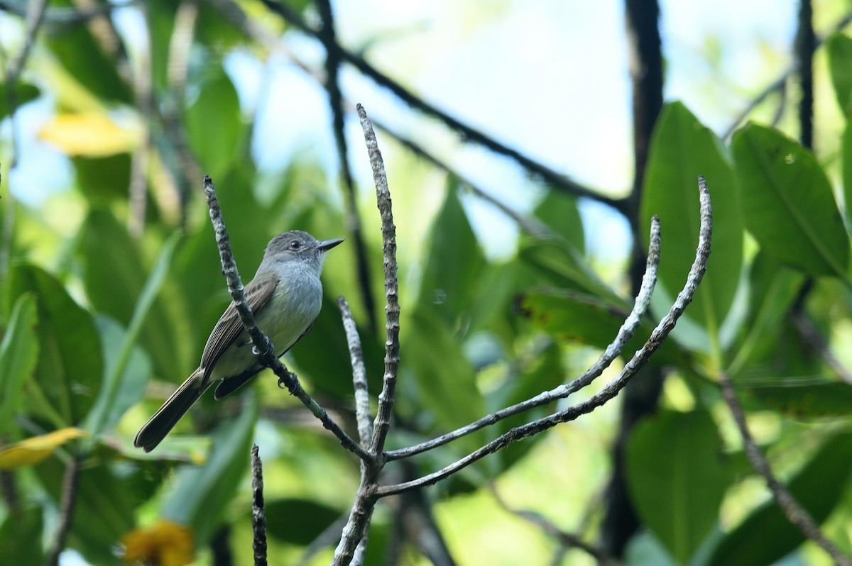 Panama Flycatcher - ML645457427