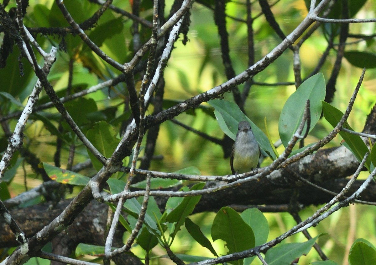 Panama Flycatcher - ML645457428