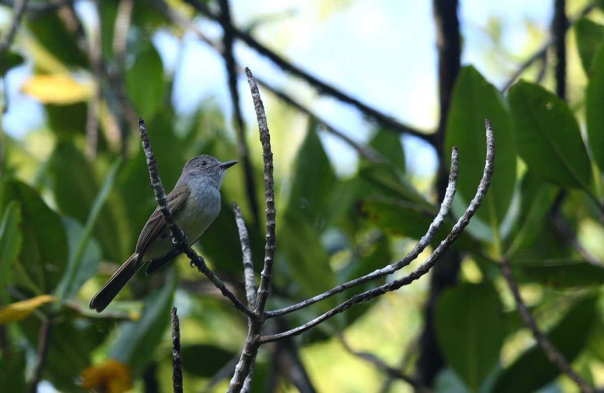 Panama Flycatcher - ML645457430