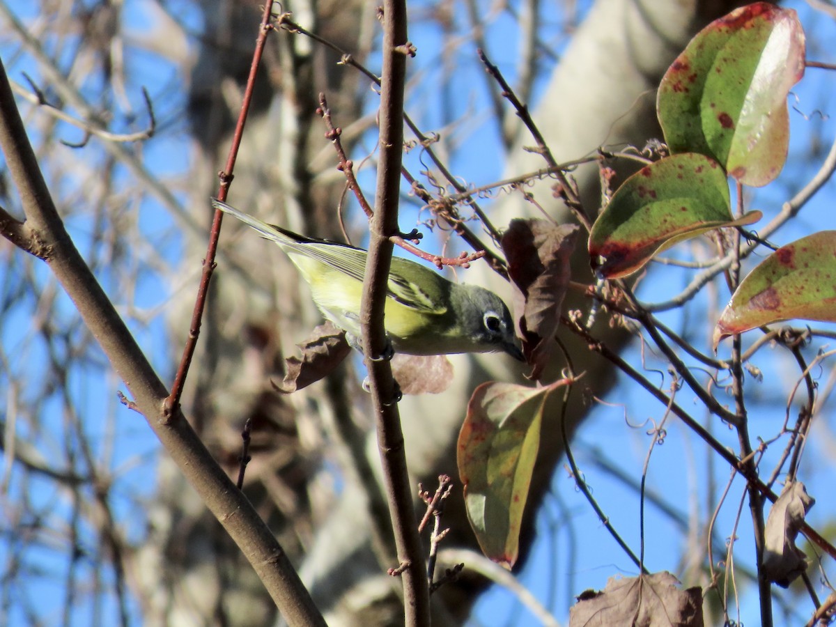 Blue-headed Vireo - ML645457434