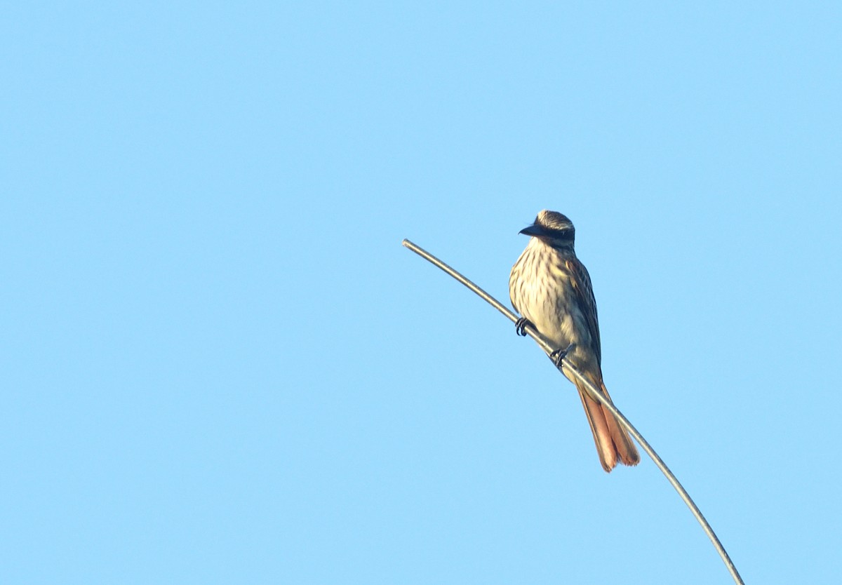 Streaked Flycatcher - ML645457435