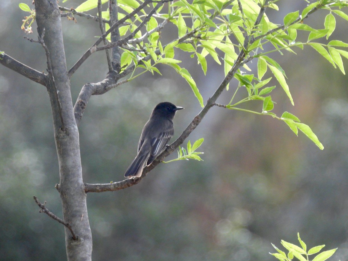 Black Phoebe - ML645457436