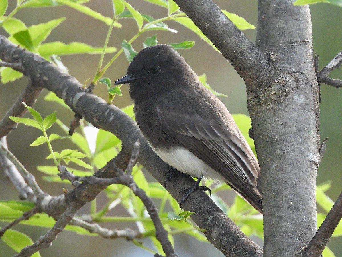 Black Phoebe - ML645457438