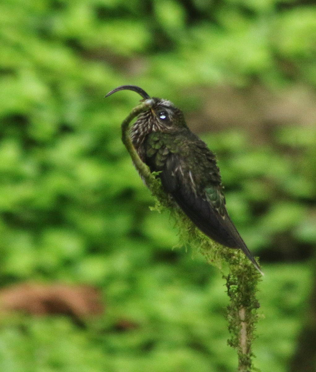 Ерміт-серподзьоб темнохвостий - ML645457440