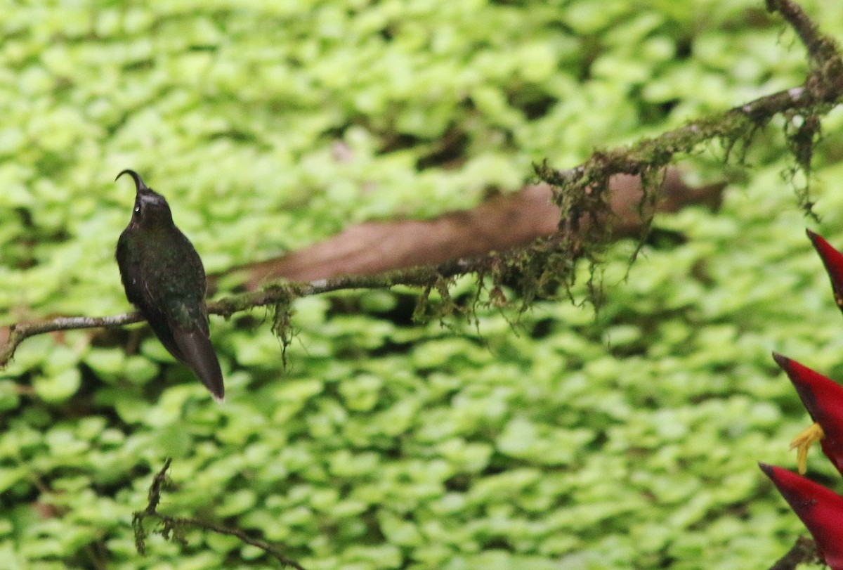 Ерміт-серподзьоб темнохвостий - ML645457441