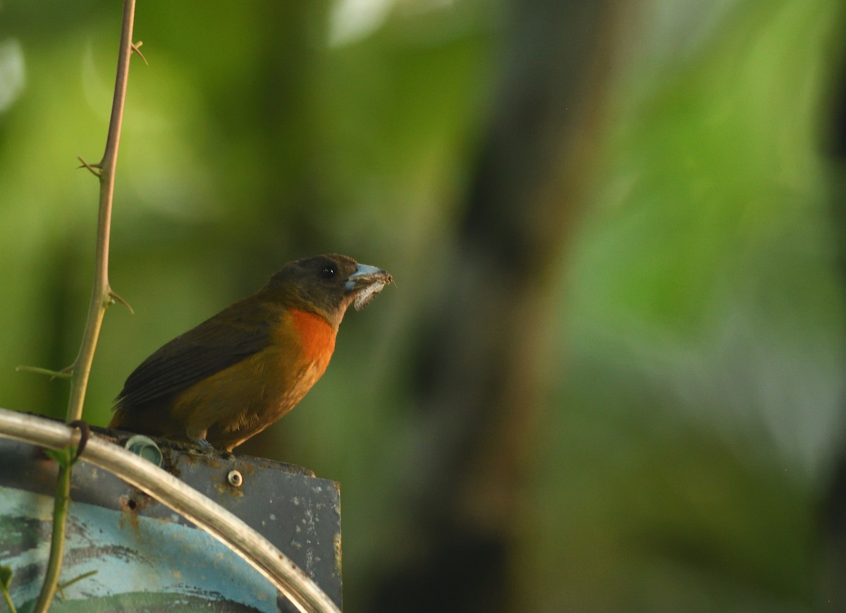 Scarlet-rumped Tanager (Cherrie's) - ML645457447