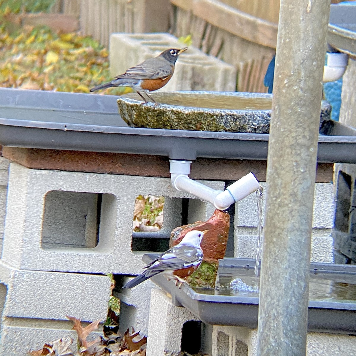 drozd stěhovavý - ML645457448