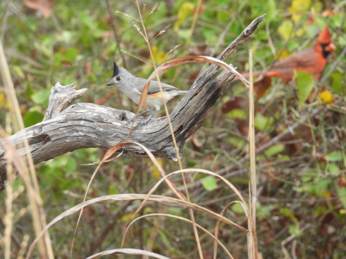 Black-crested Titmouse - ML645457449