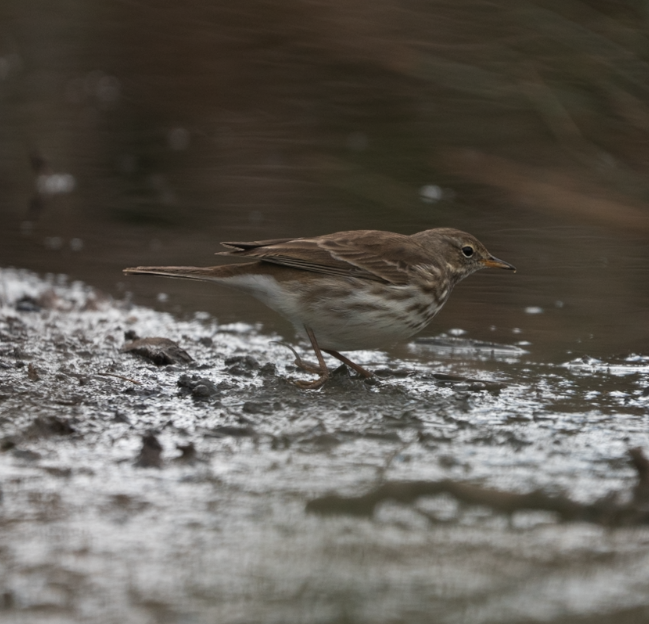 Water Pipit - ML645457451